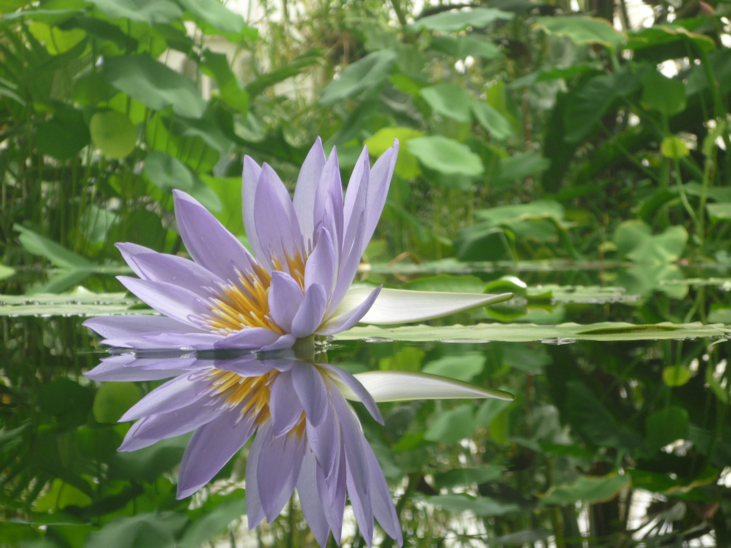 Water Lily
